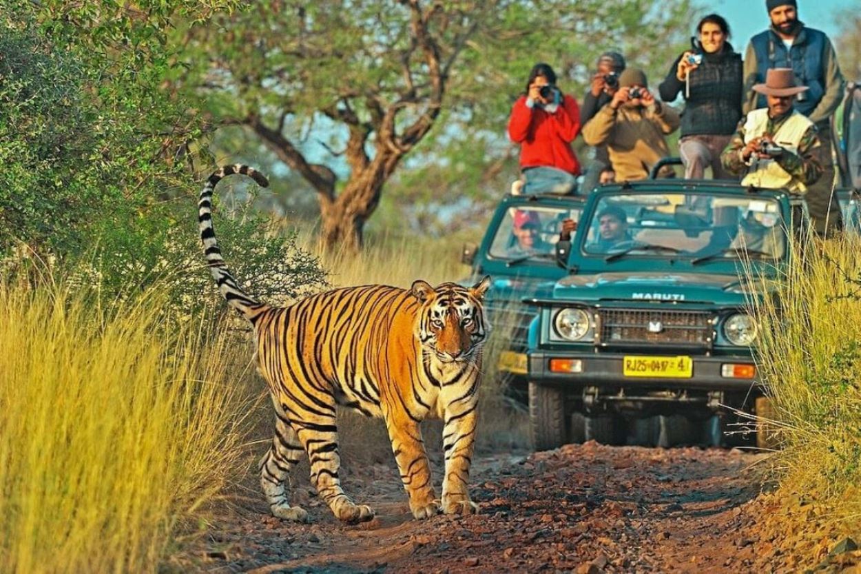 Zuby Tours