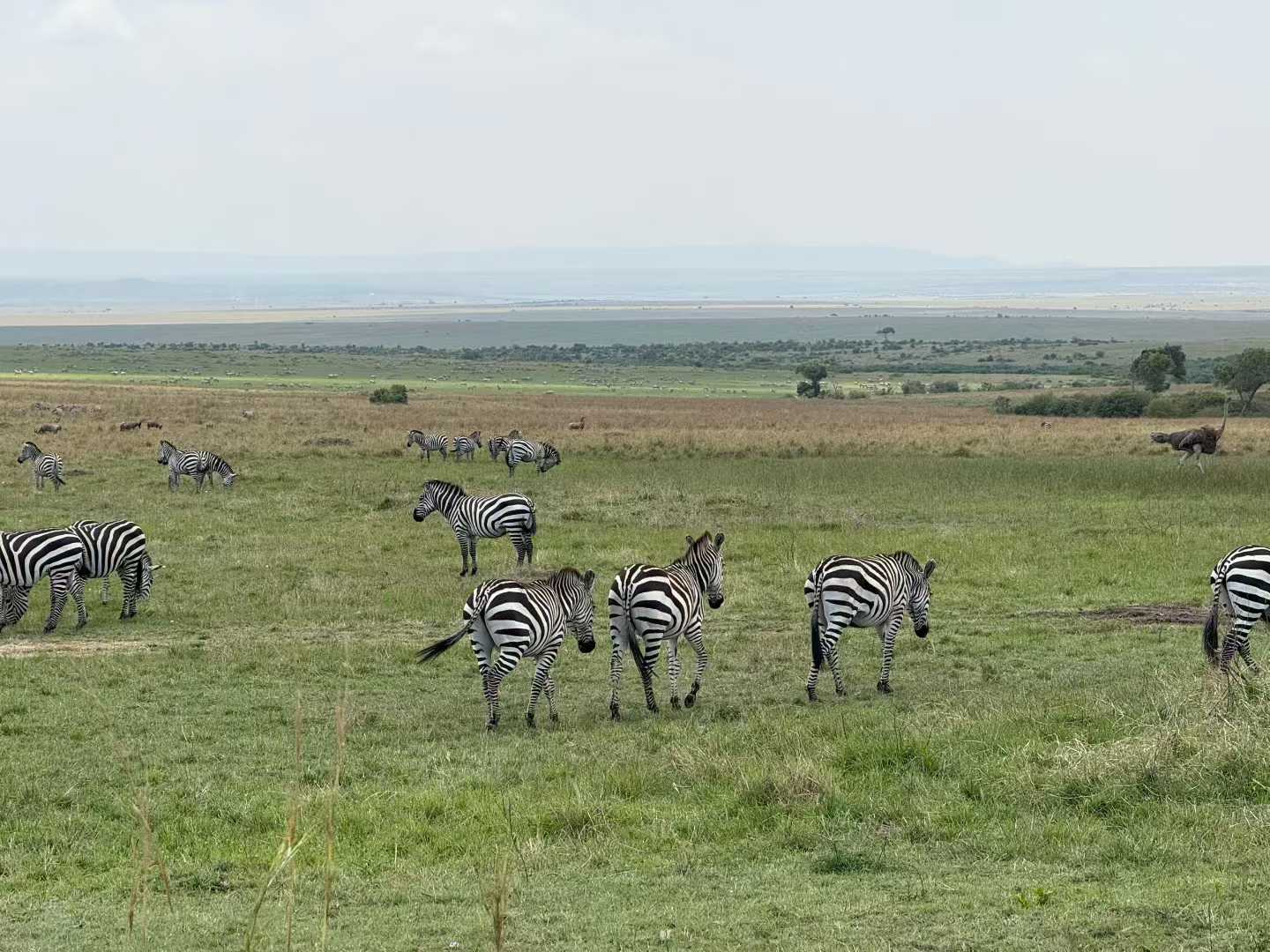 7-Days Masai Mara Nakuru Naivasha Amboseli safari