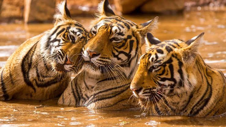 The Ranthambhore Safari Tours