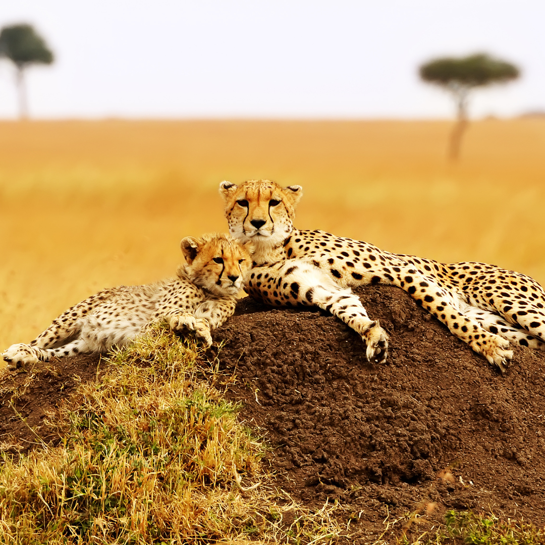 Trek Afrika Adventures