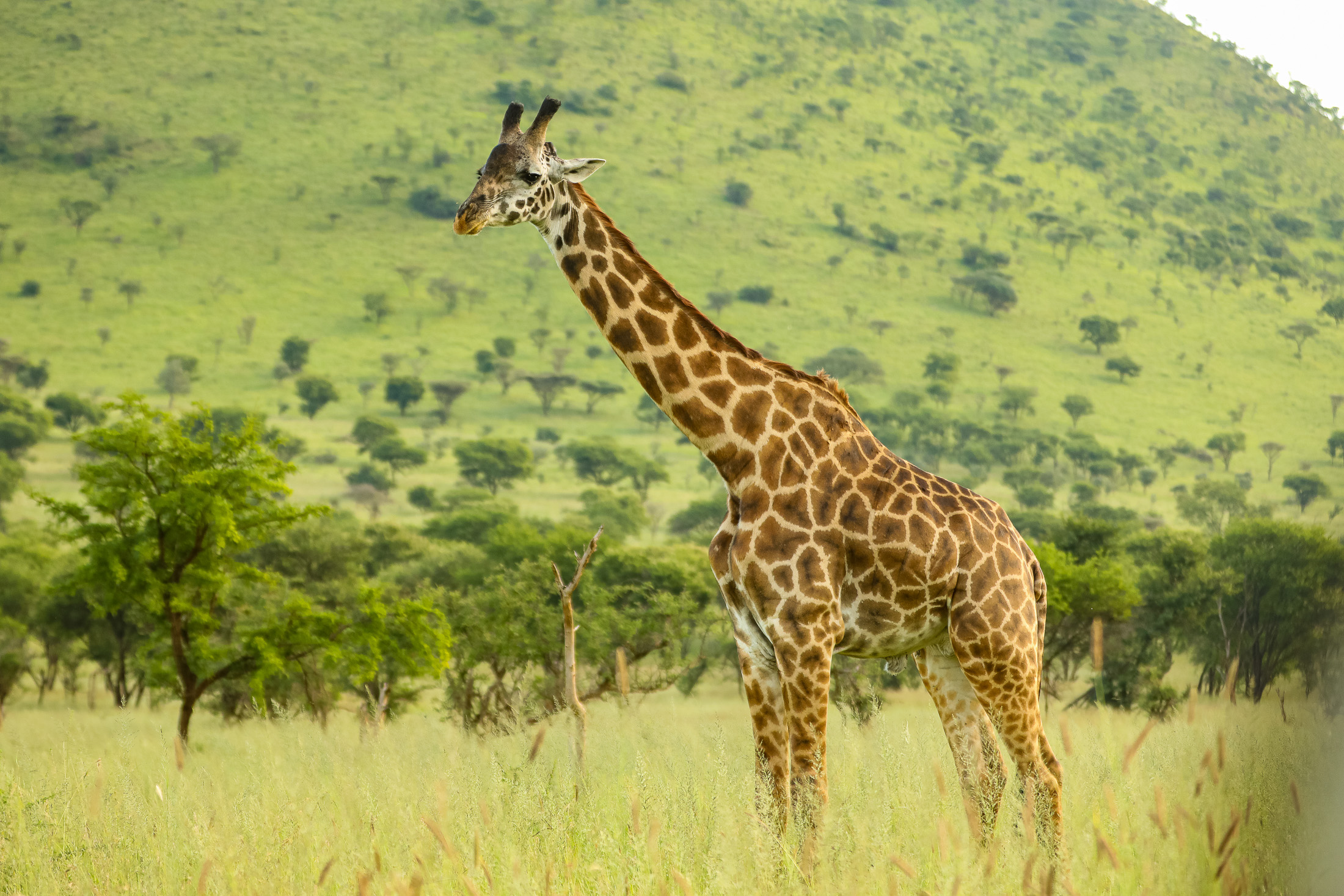 KOJUU SAFARIS AFRICA