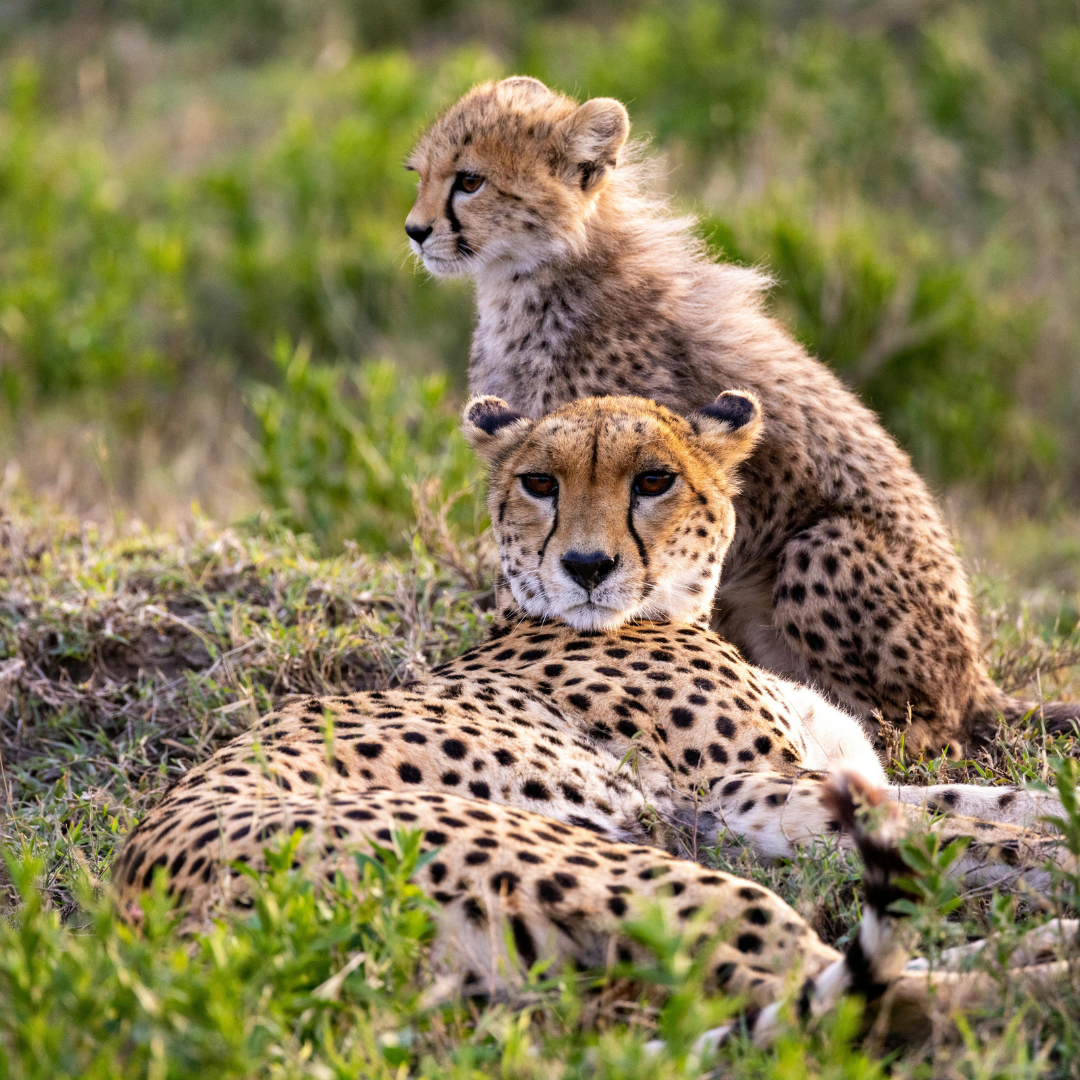 Trek Afrika Adventures