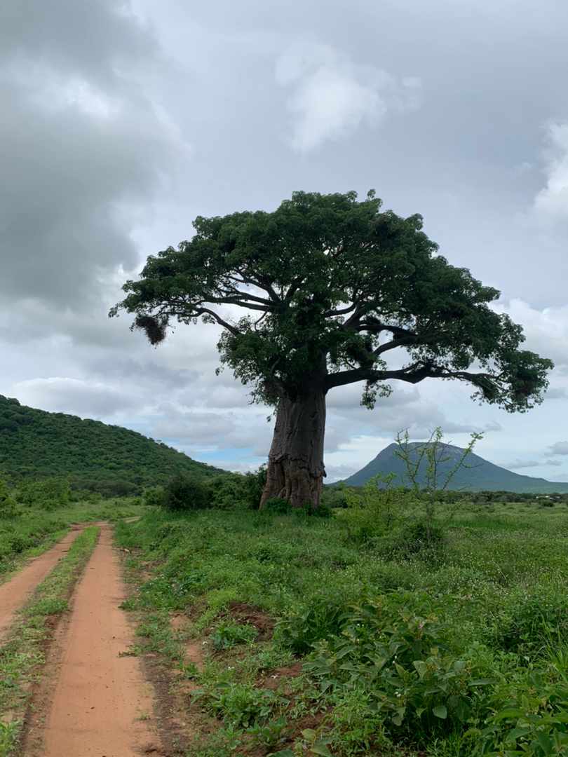 Nguzo Travel Experience