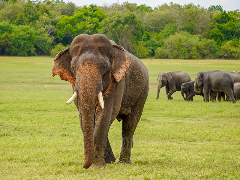 Sri Sri Lanka Tours