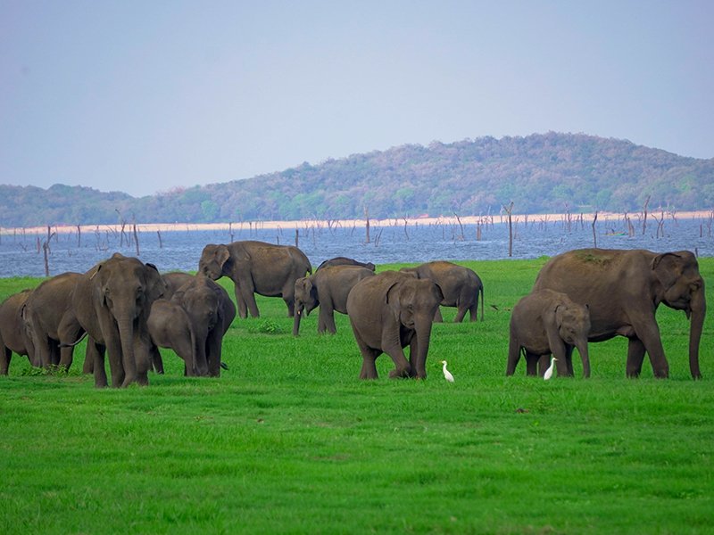 Sri Sri Lanka Tours