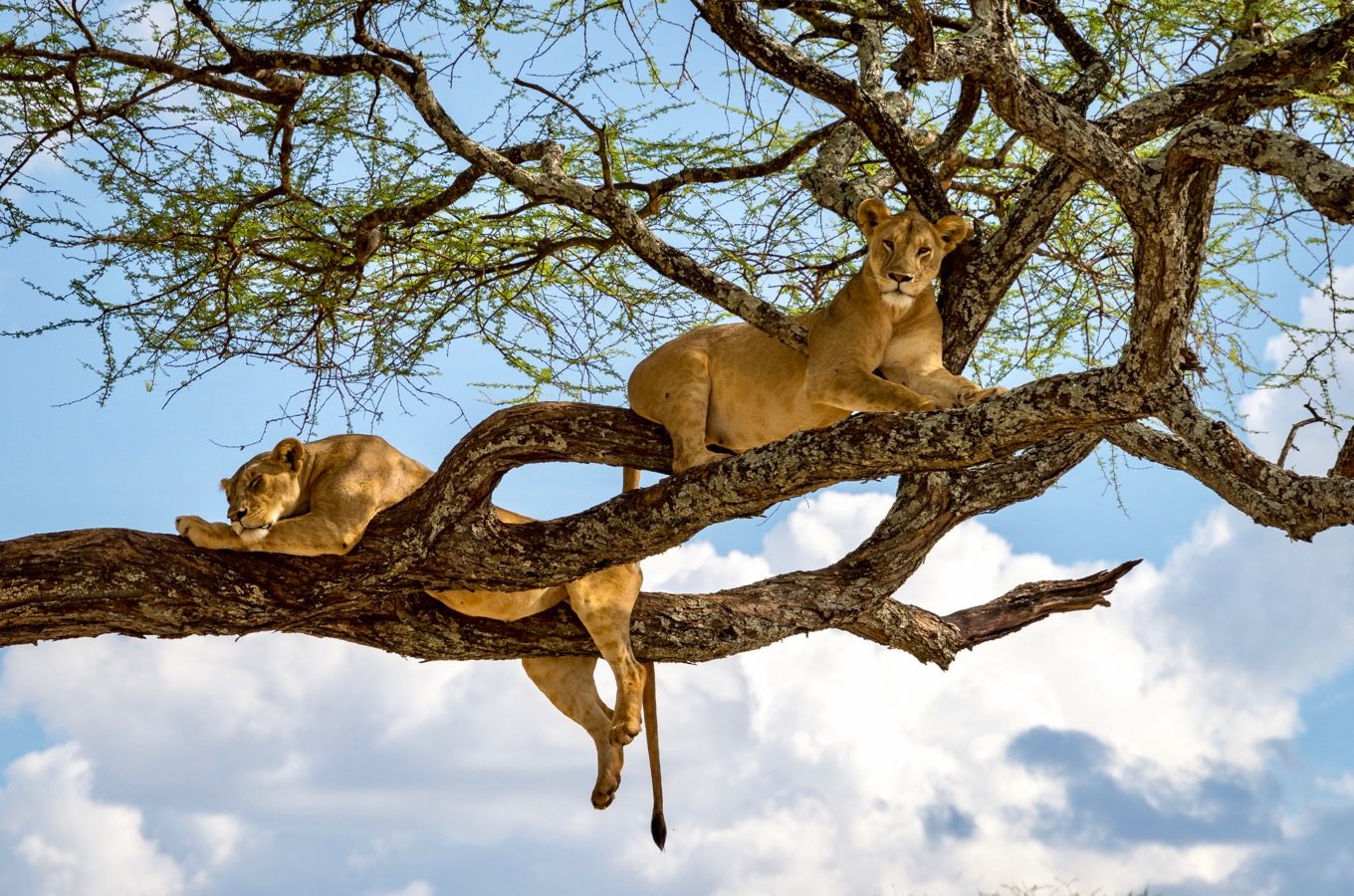 Edge Crest Tours