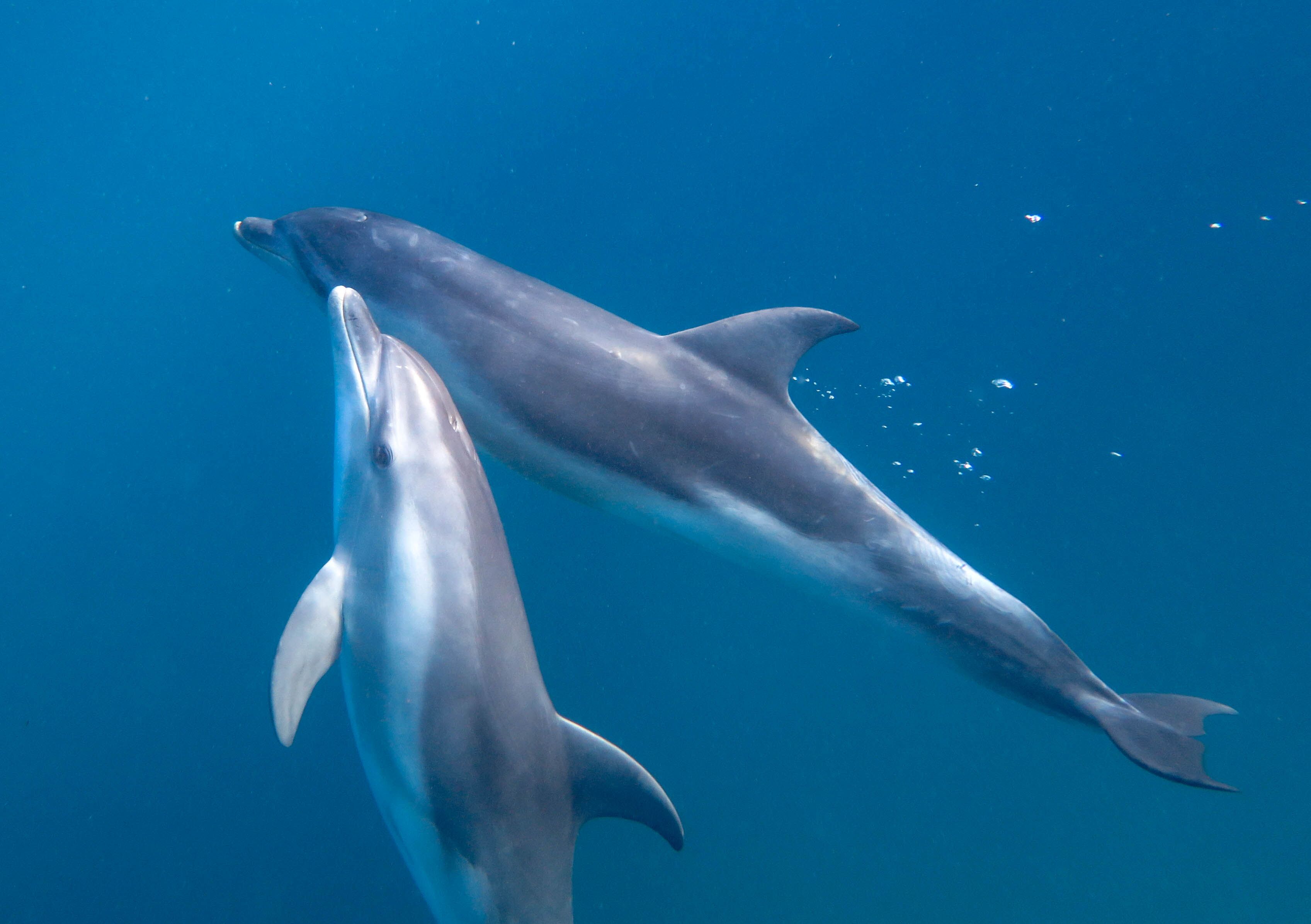 Moonraker Dolphin Swims