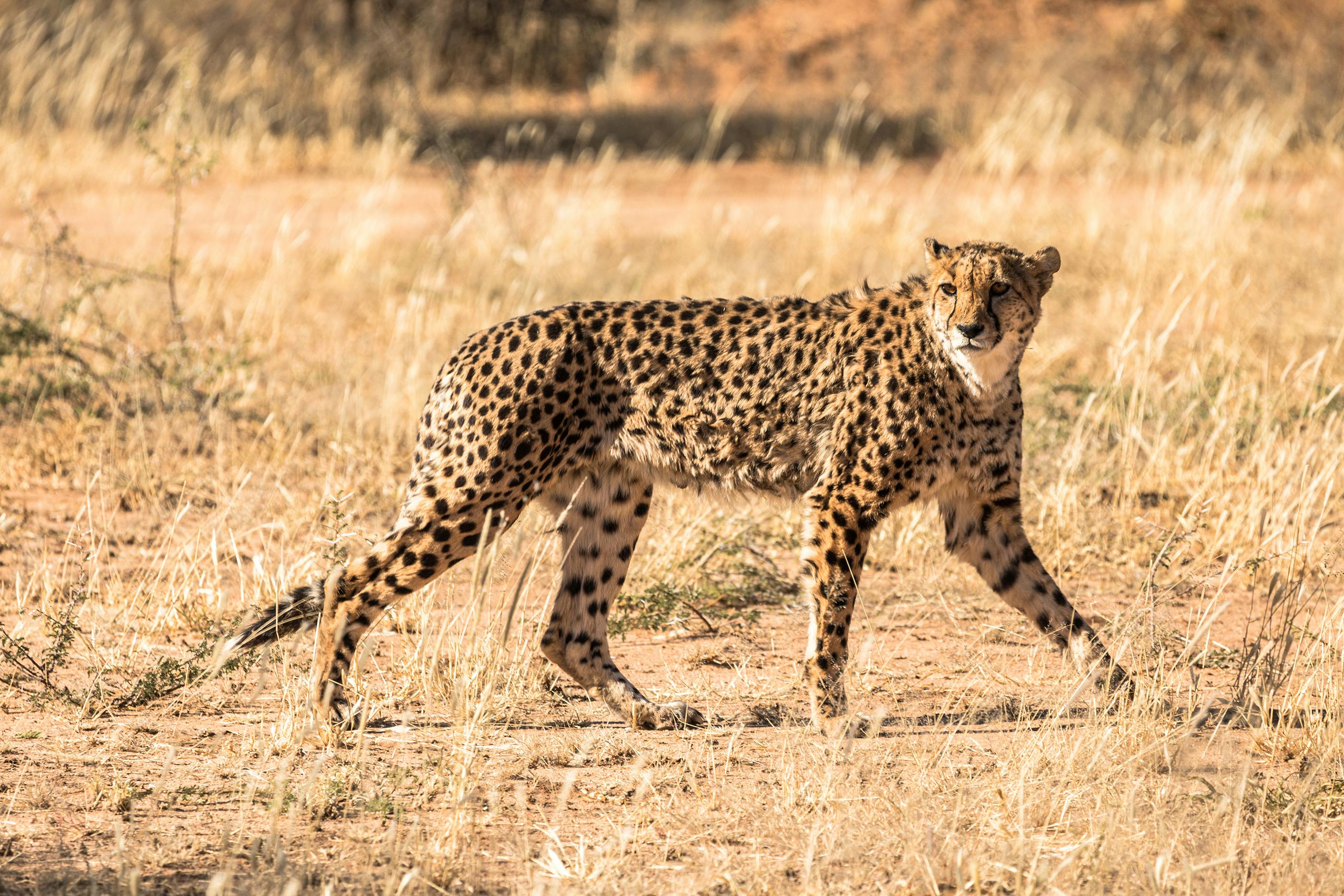 Safari Stride Travel