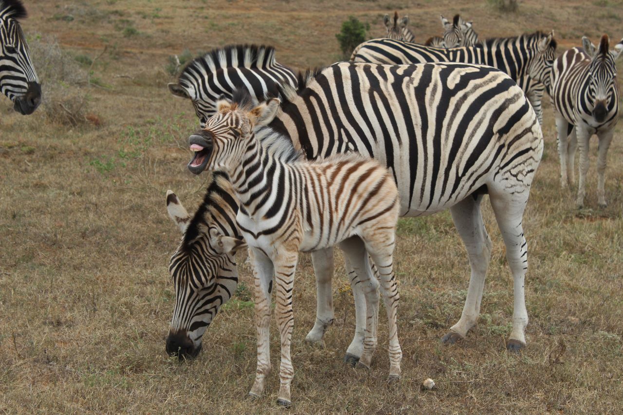 Just Safaris