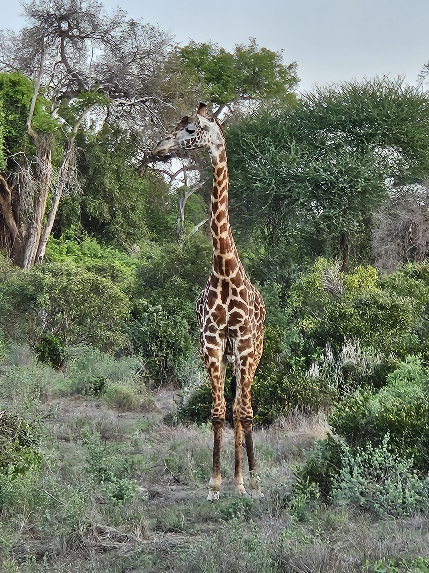 MARL KENYA SAFARIS