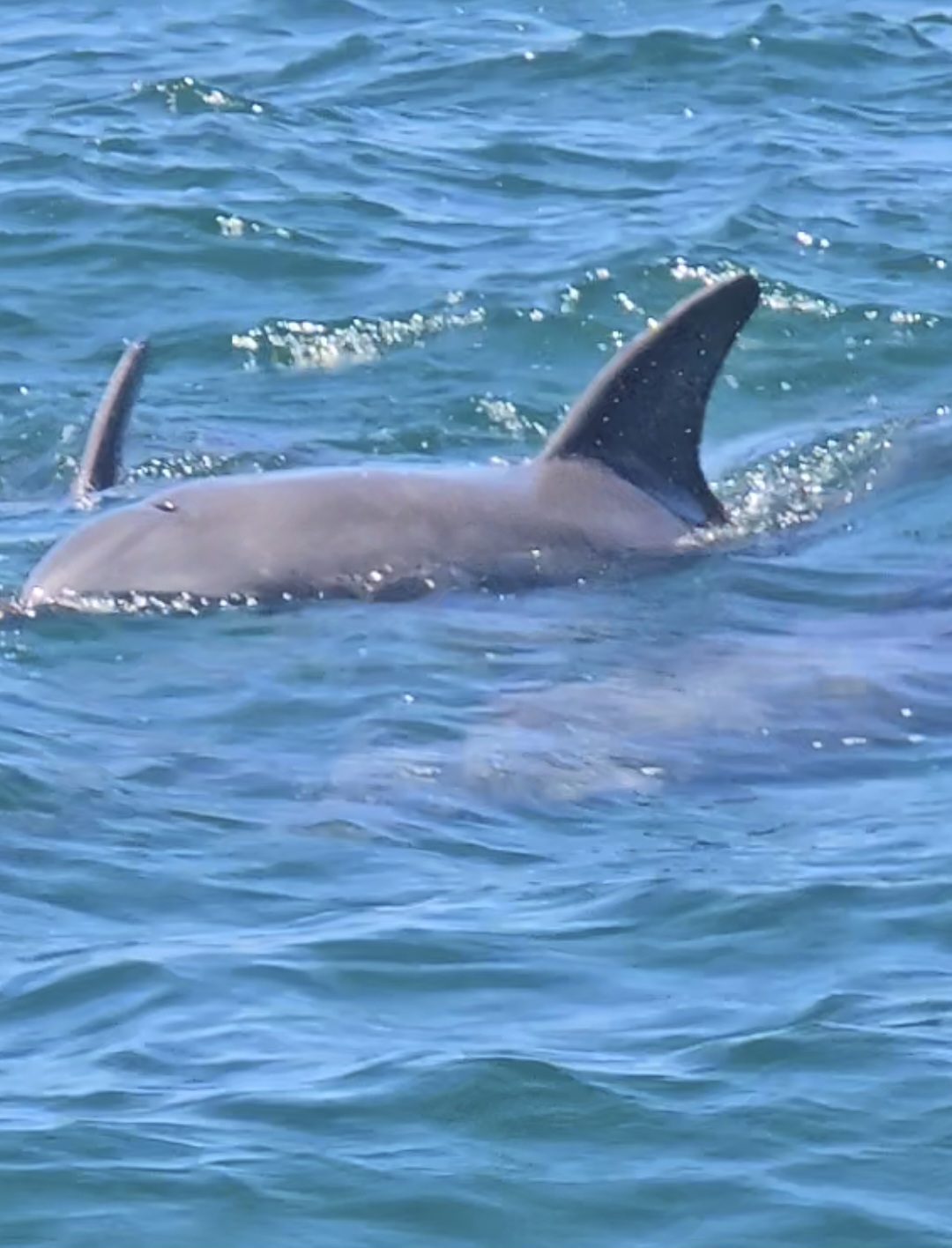 Whalesongs Noosa