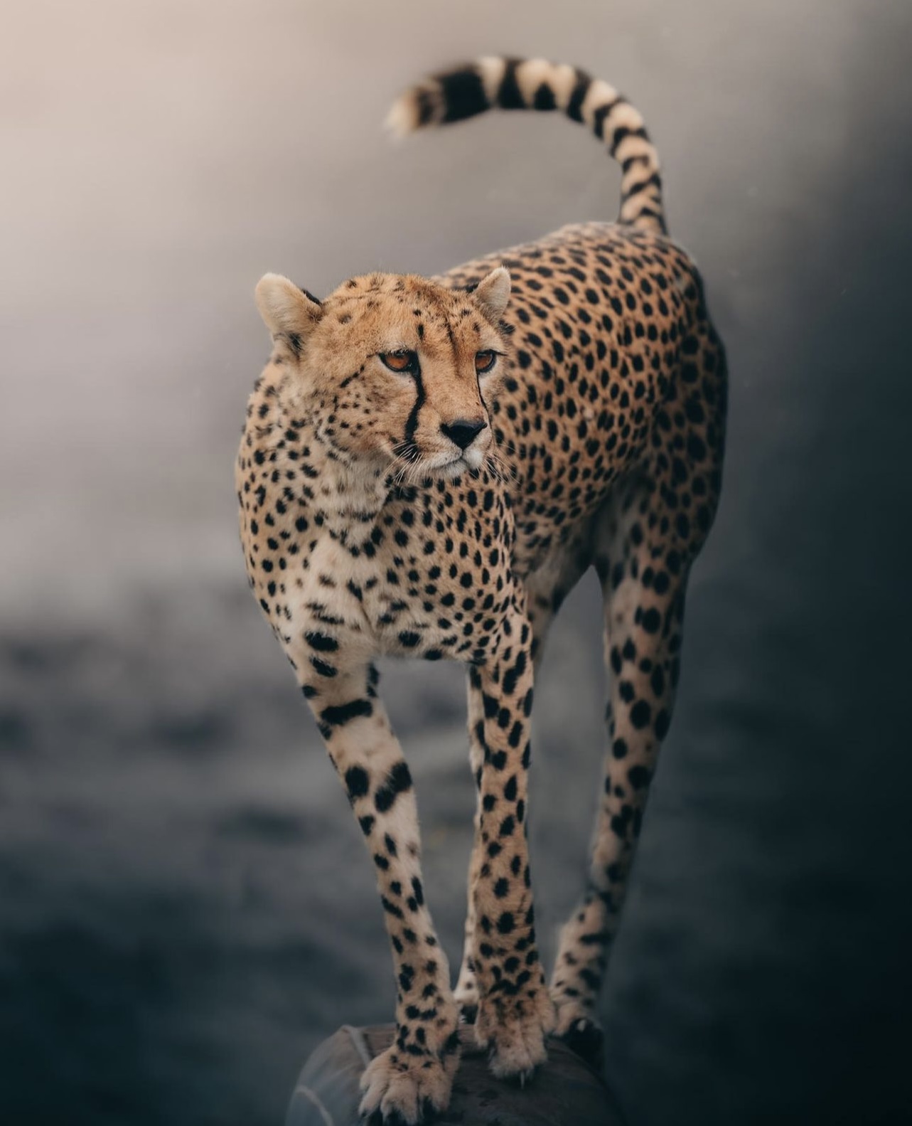 Nasikia Safaris