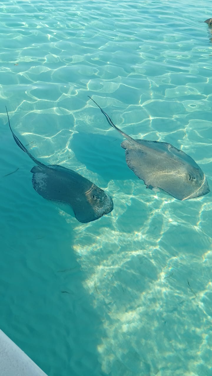 Konecta Cozumel Tours