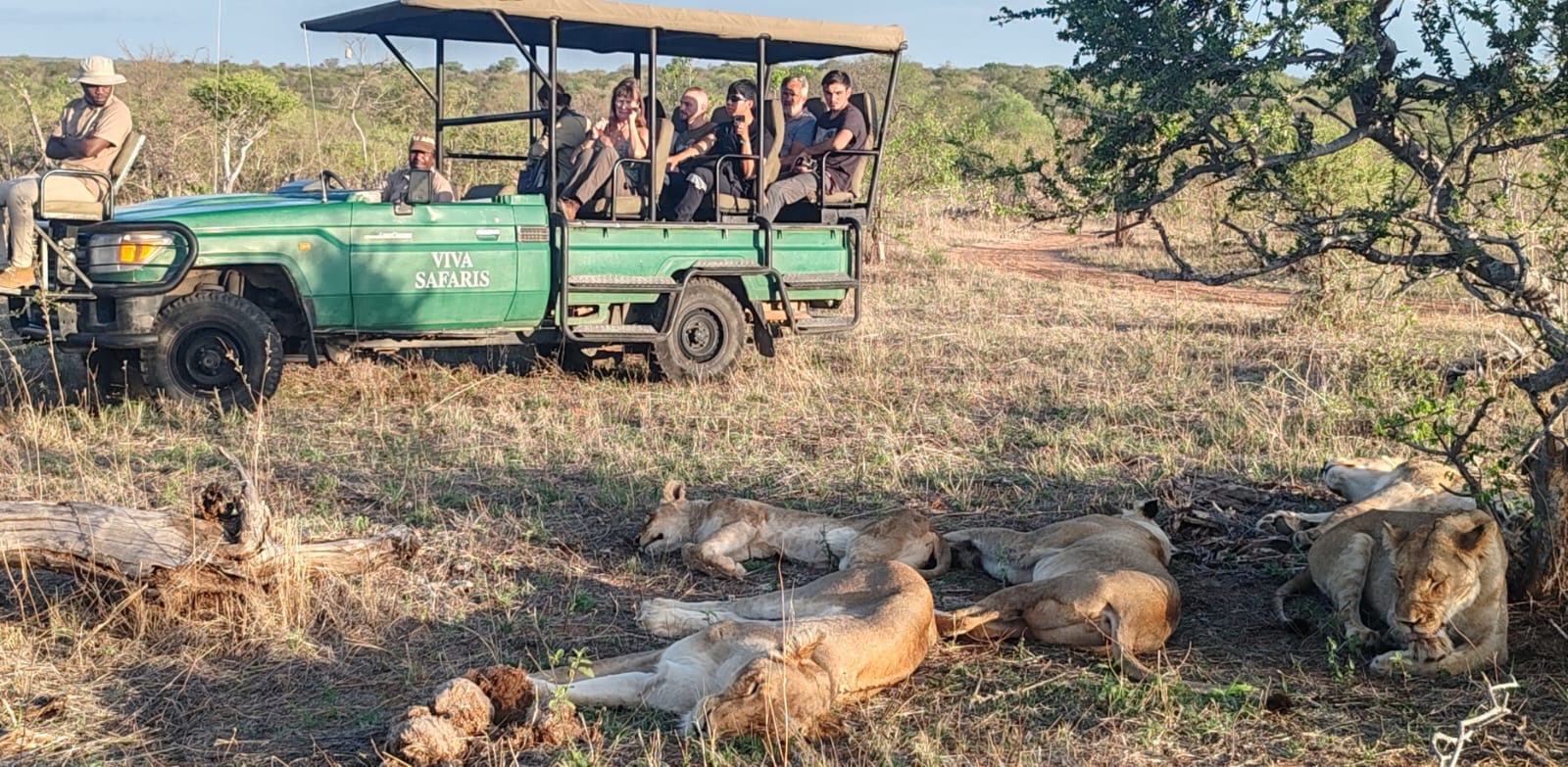 Viva Safaris