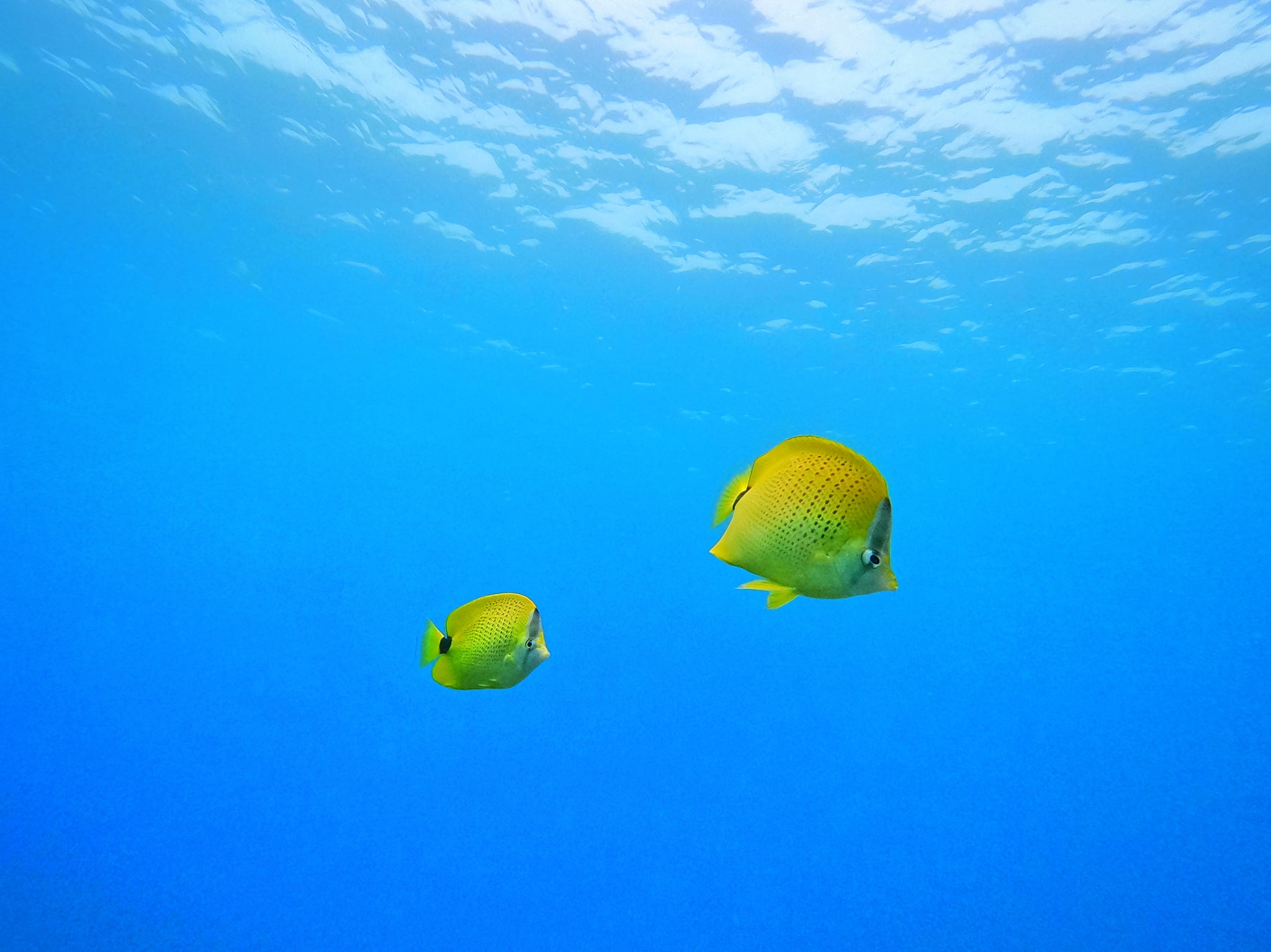 Aloha Maui Diving