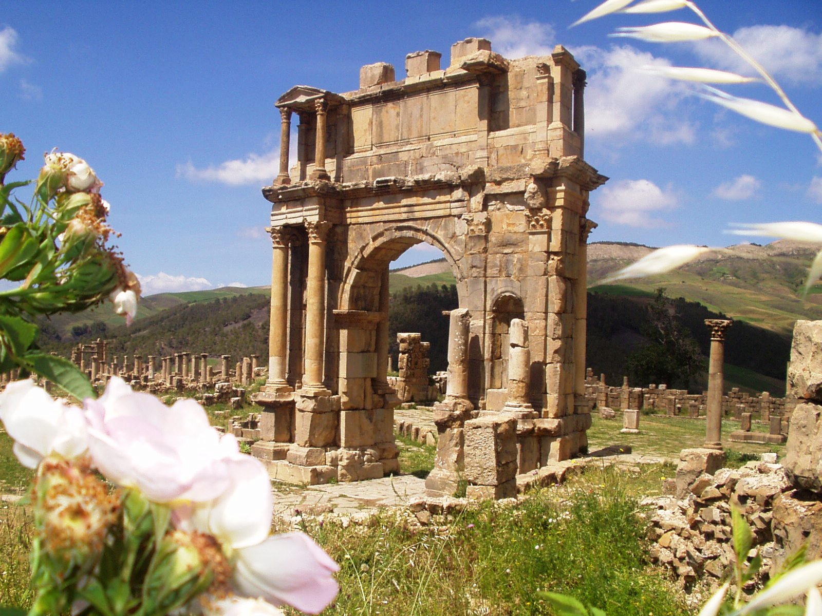 Algeria DMC
