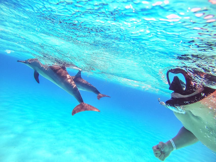 New Whale Tours