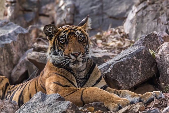 The Ranthambhore Safari Tours