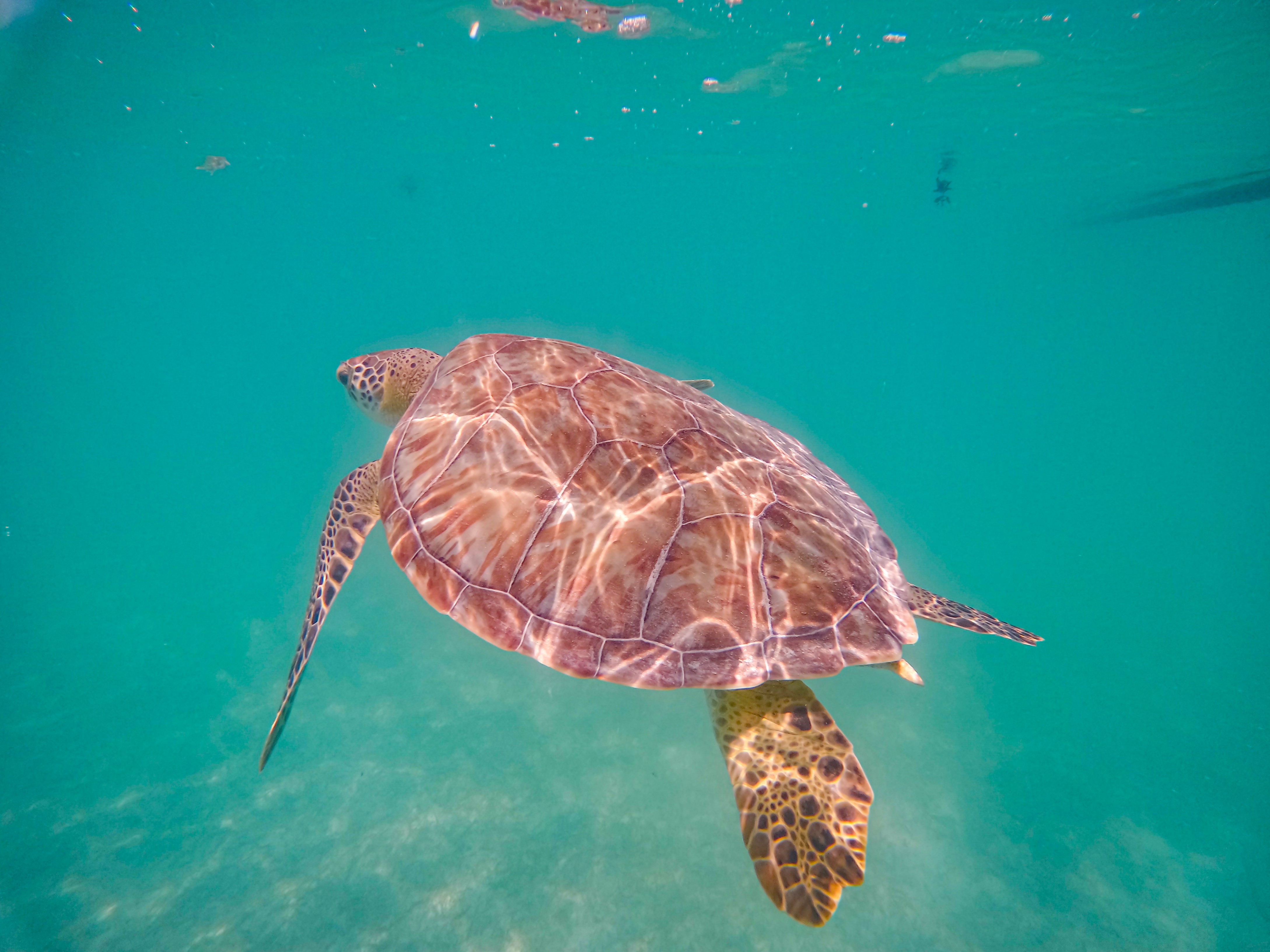 Akumal snorkel tortugas