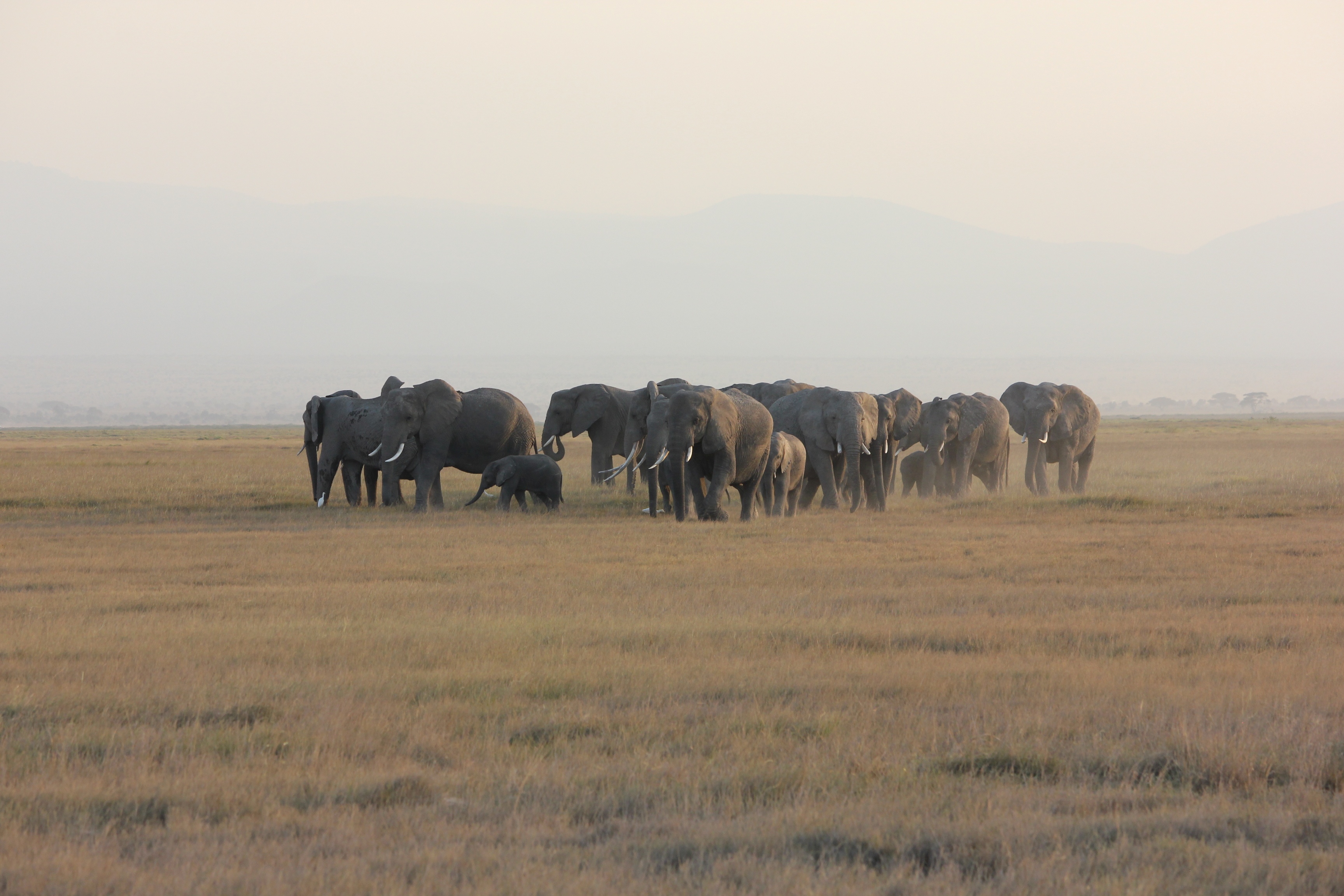 Euclea safaris