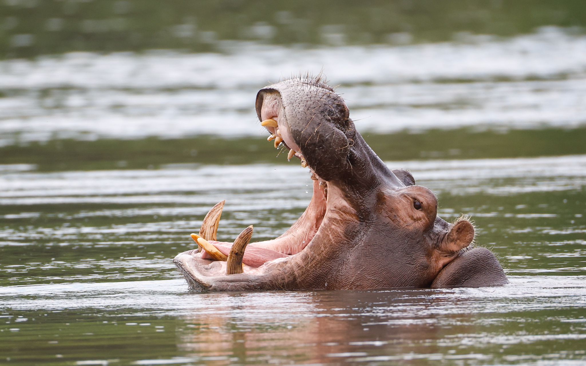 Arnolubi Safaris and Tours
