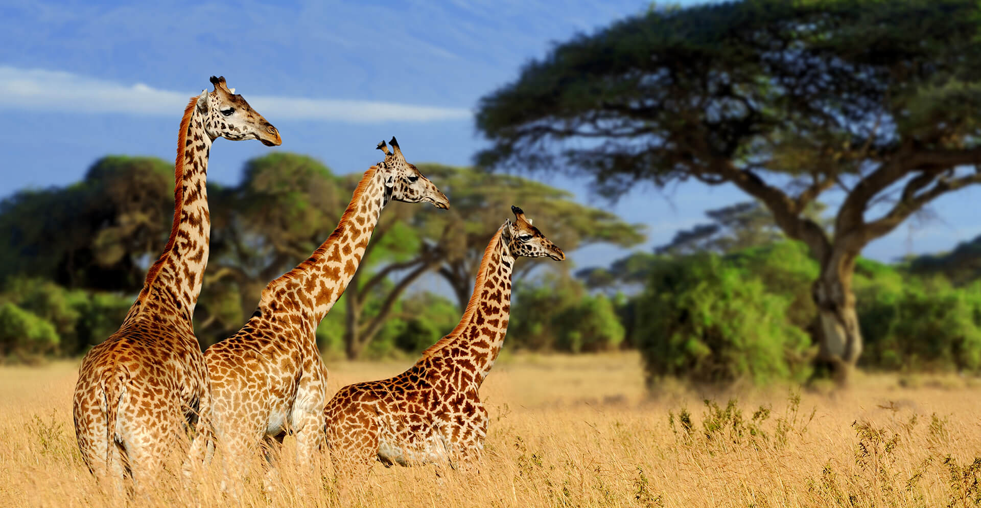 Jema Safari