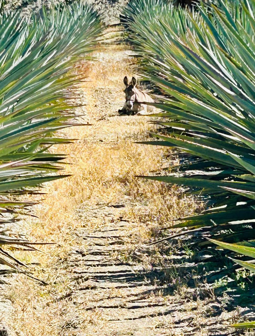 Mezcal Tour Oaxaca