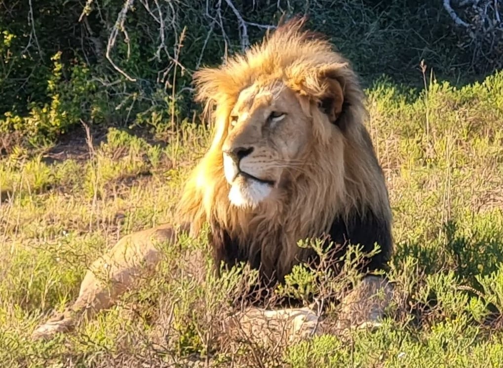 Just Safaris