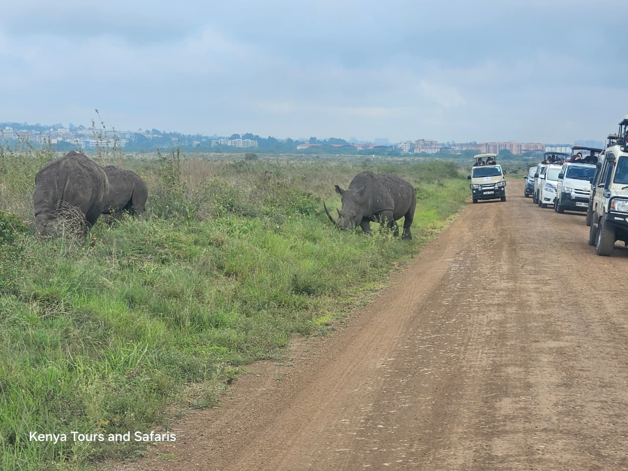 Kenya Safaris