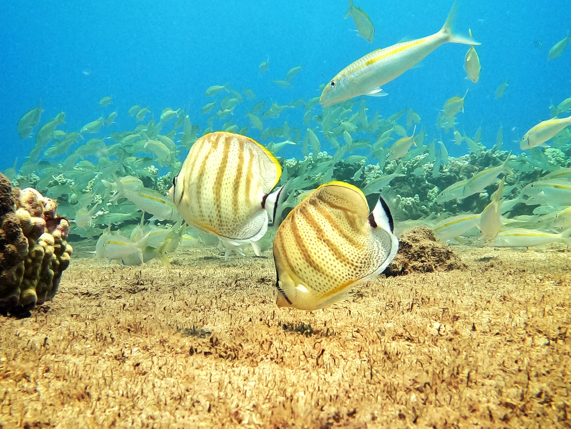 Aloha Maui Diving