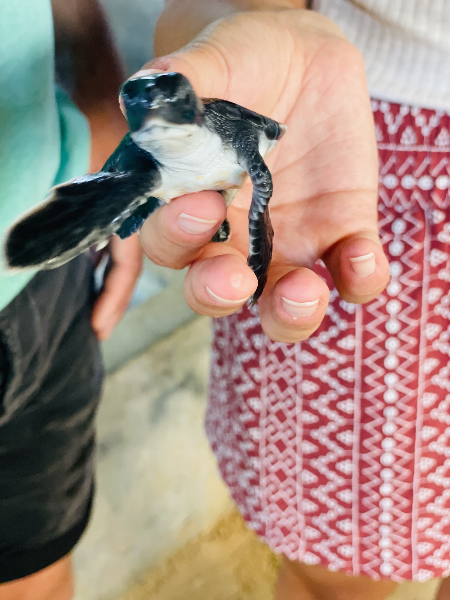 Galle Day Tour With Turtle Hatchery & River Boat Safari