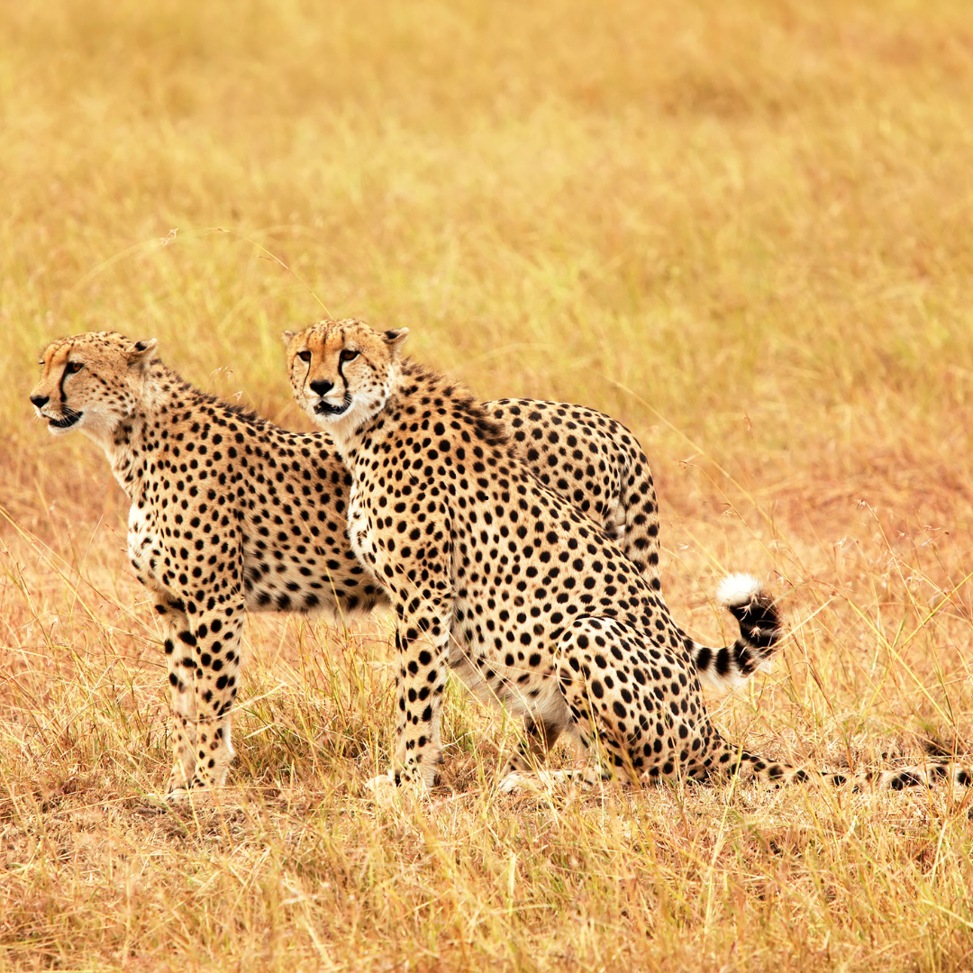 Trek Afrika Adventures