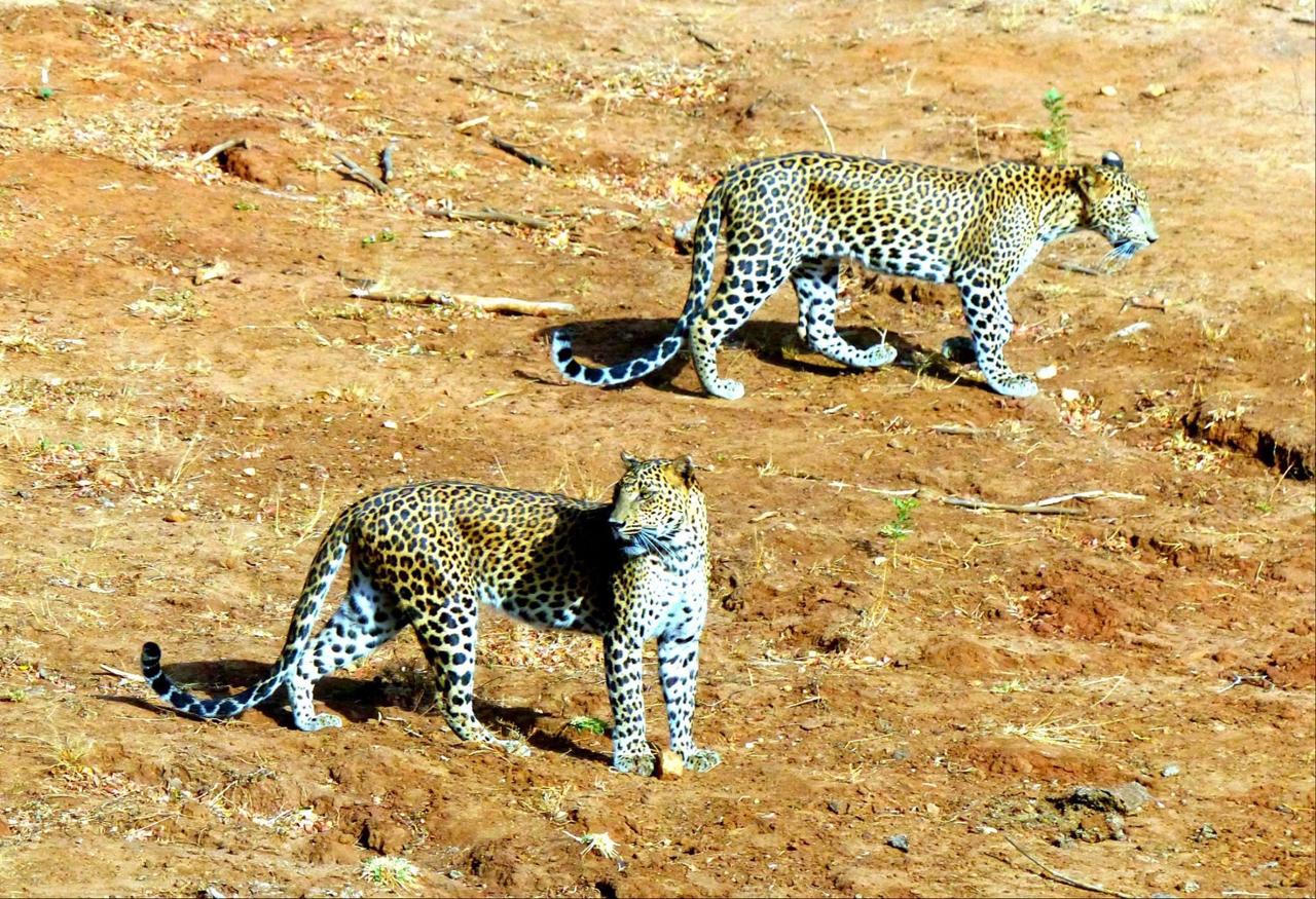 Tour in Lanka