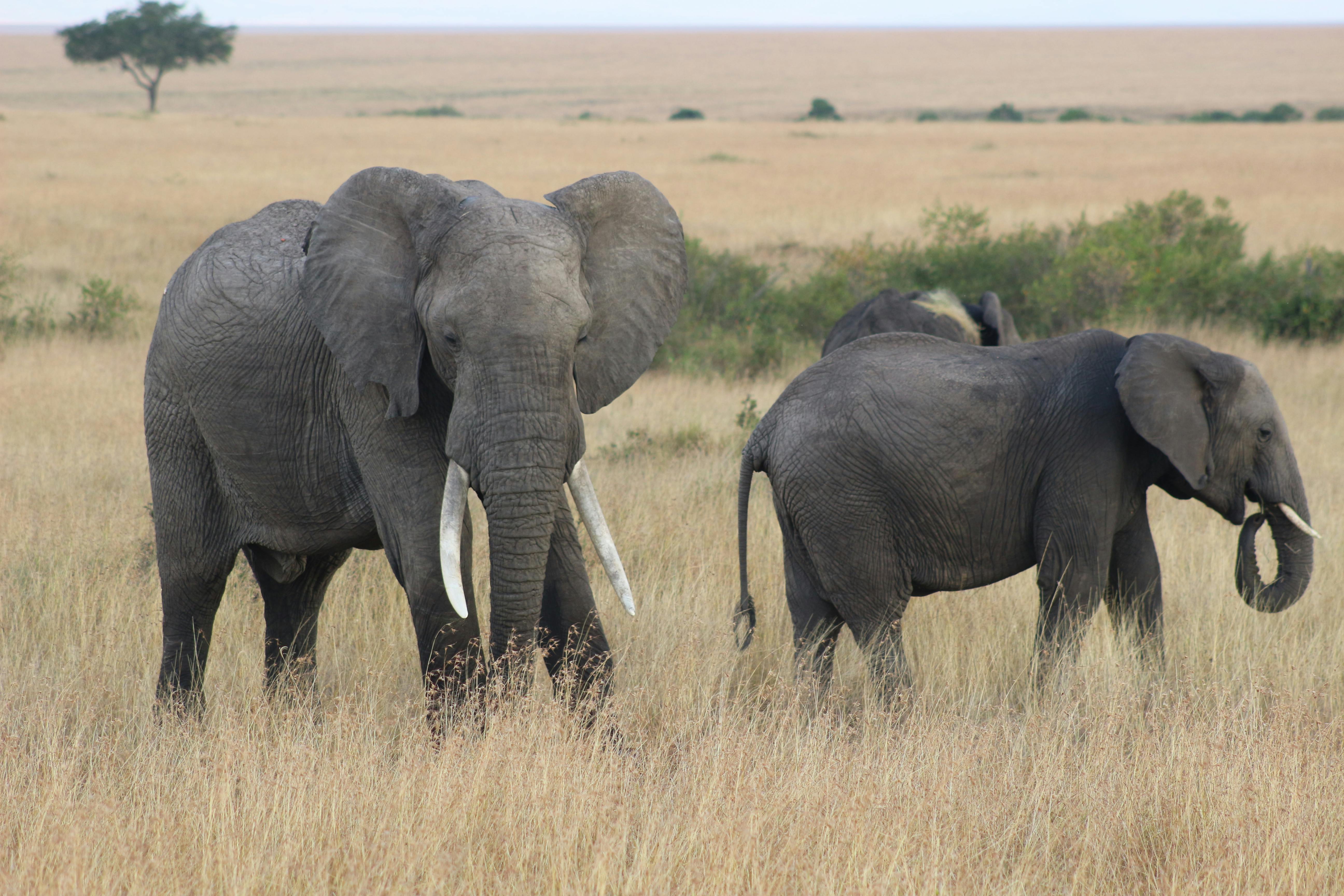 Safari Stride Travel