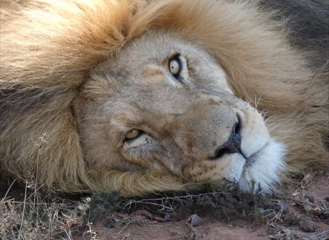 Thentic Tours South Africa