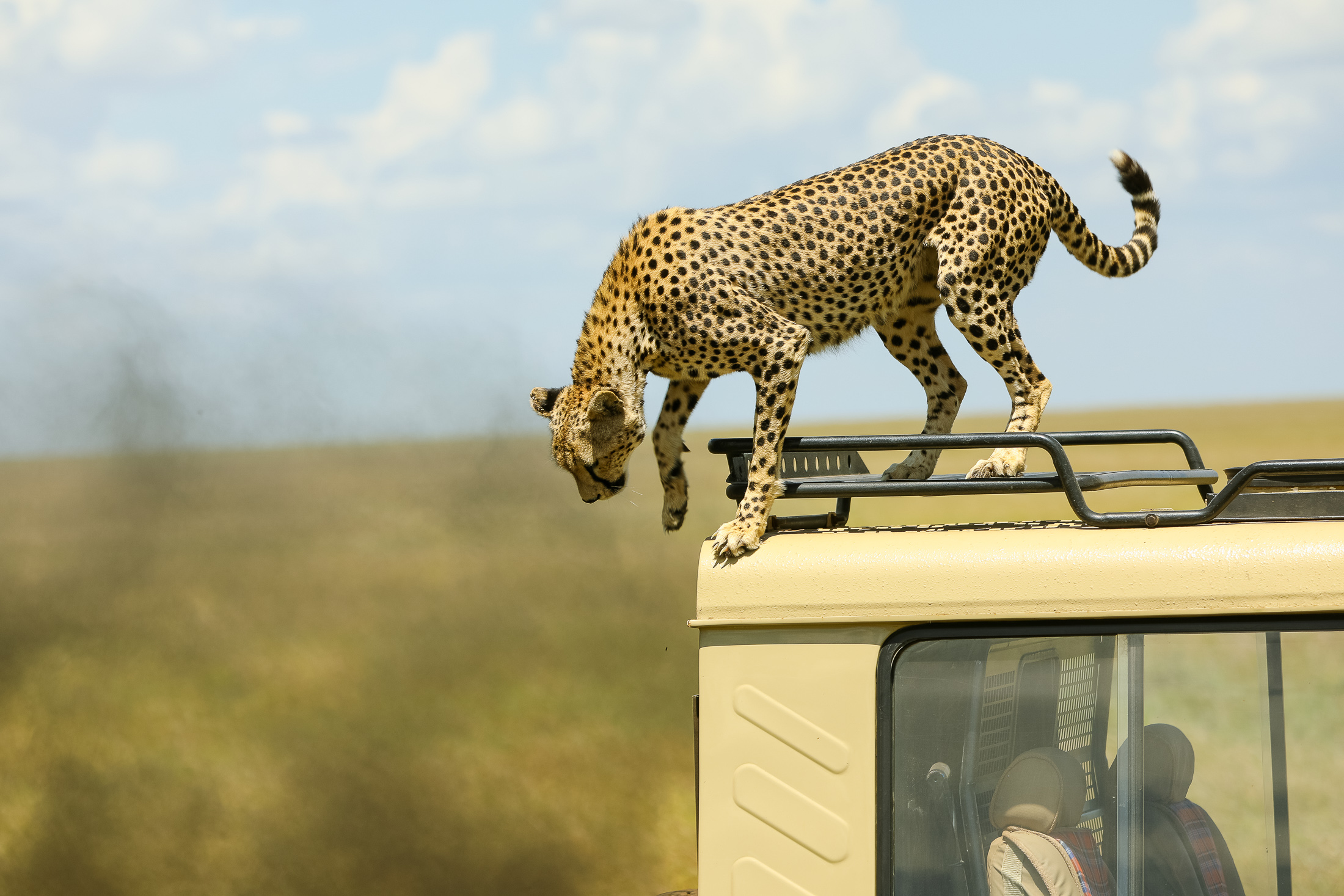 KOJUU SAFARIS AFRICA