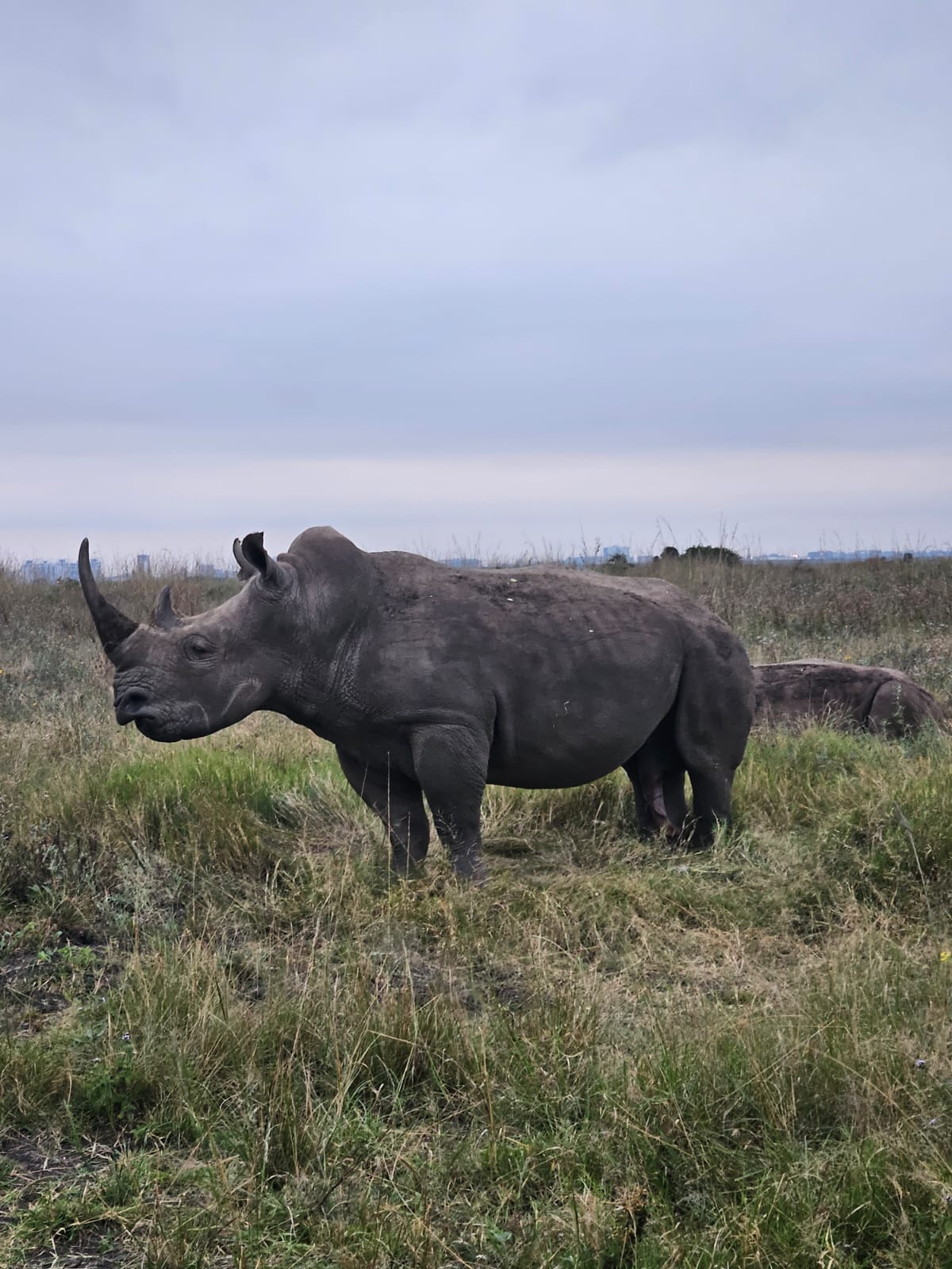 Kenya Safaris