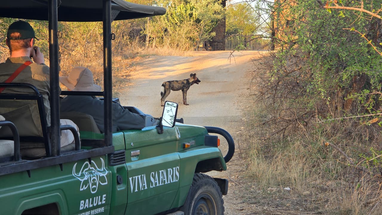 Viva Safaris