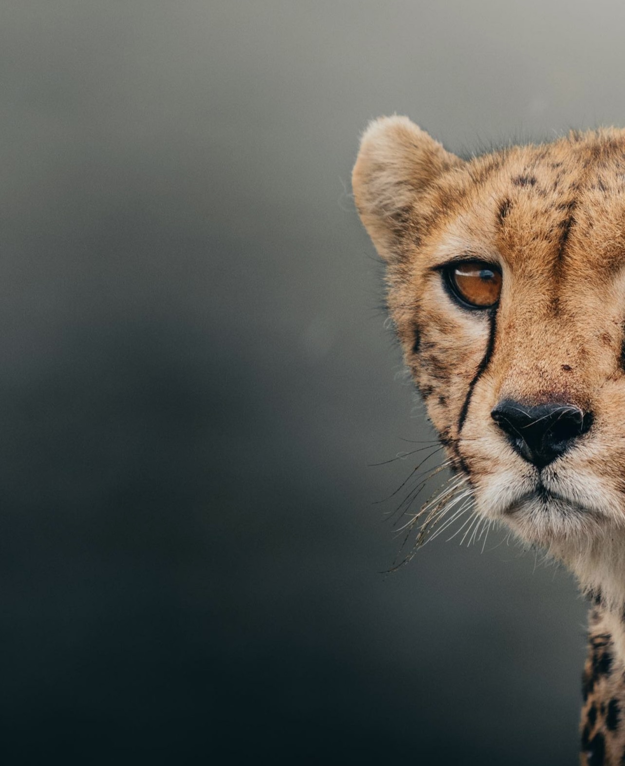 Nasikia Safaris