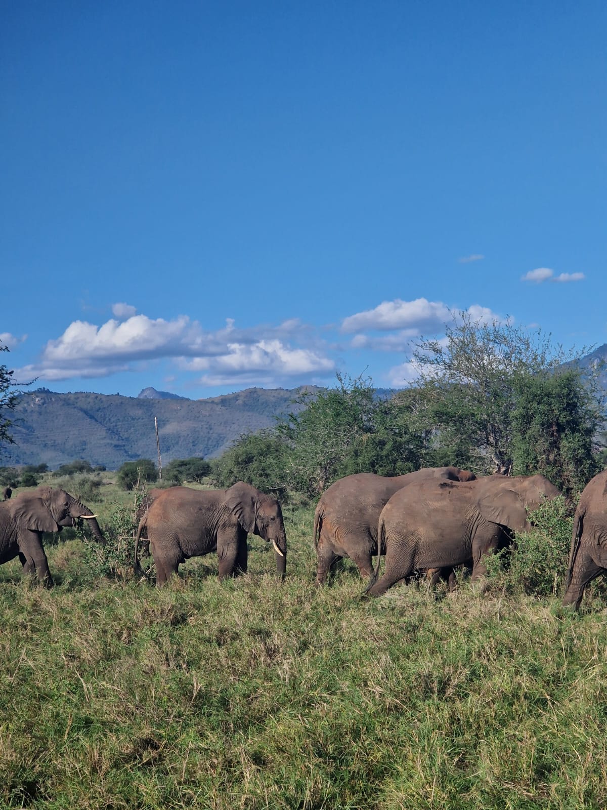 MARL KENYA SAFARIS