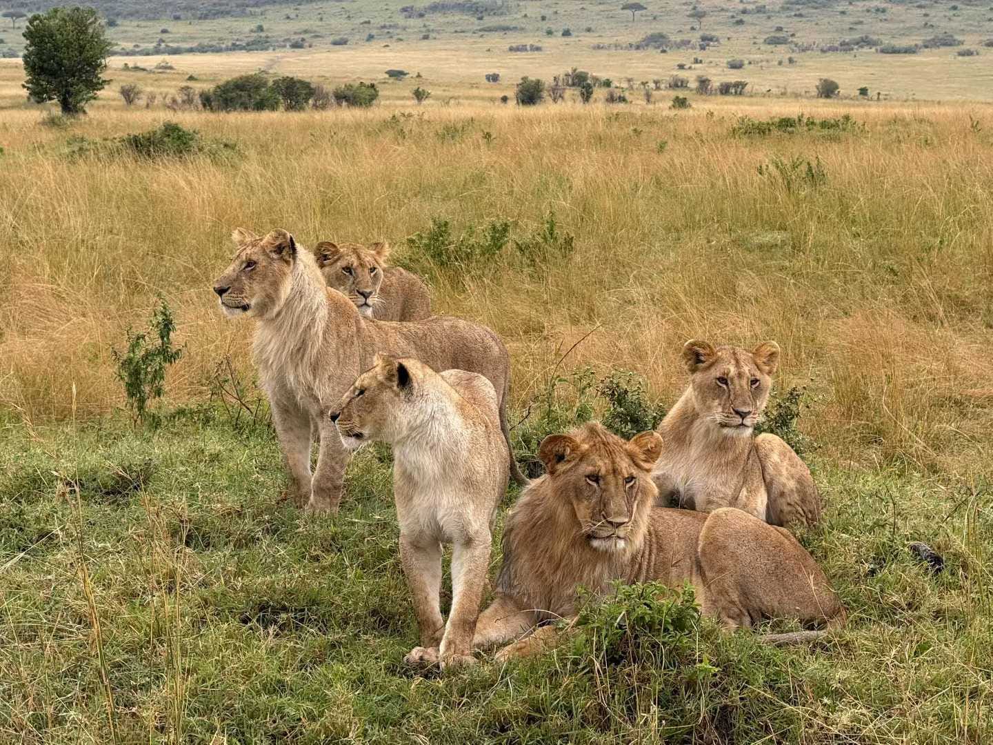 7-Days Masai Mara Nakuru Naivasha Amboseli safari