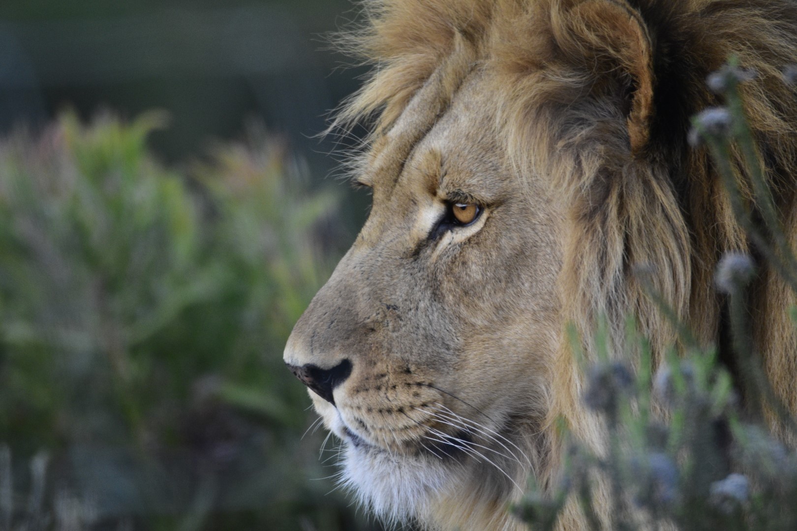 Real Africa Travel Tours