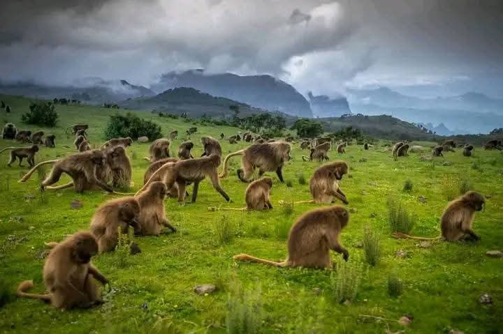 Ethio Tours