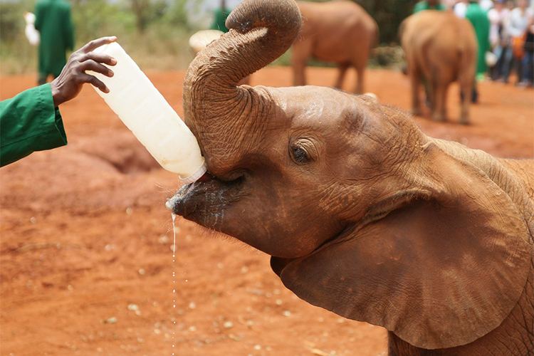 AfricanChallenge Safaris