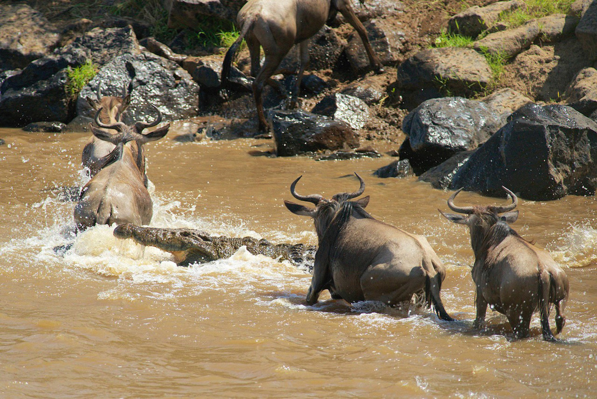 AfricanChallenge Safaris