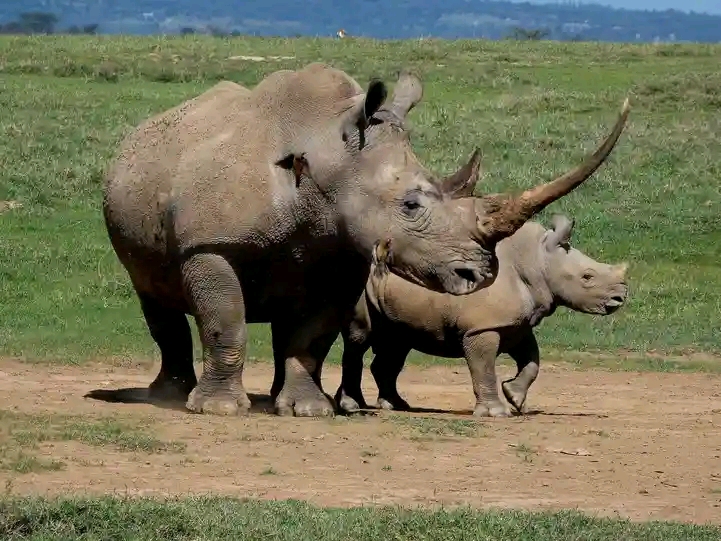 Eco World Safaris
