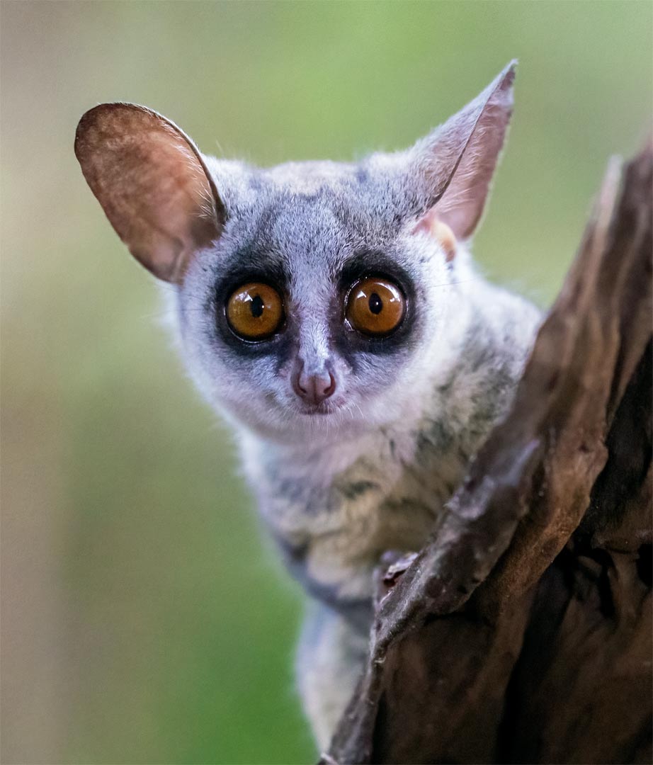 Bushbaby Safaris Zululand (PTY) LTD