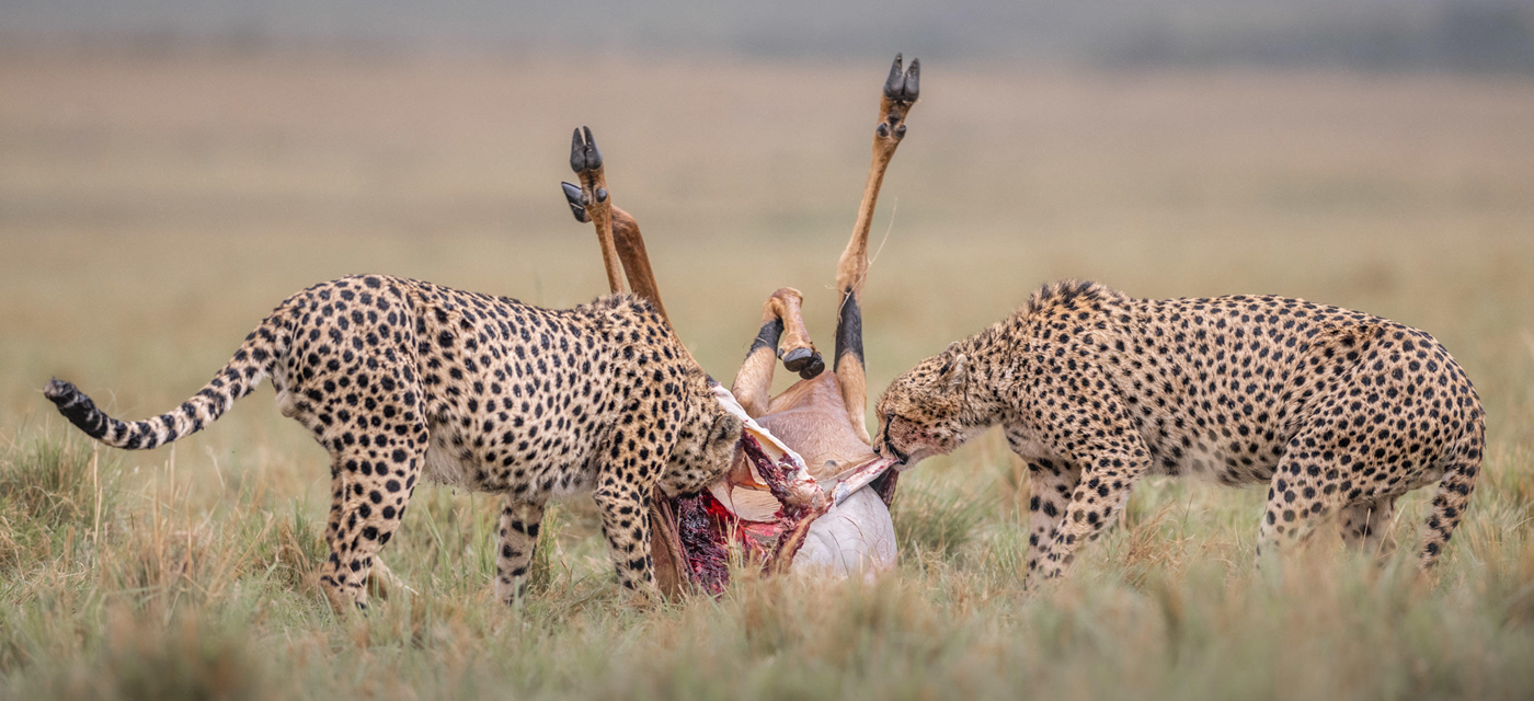 Serengeti Travels