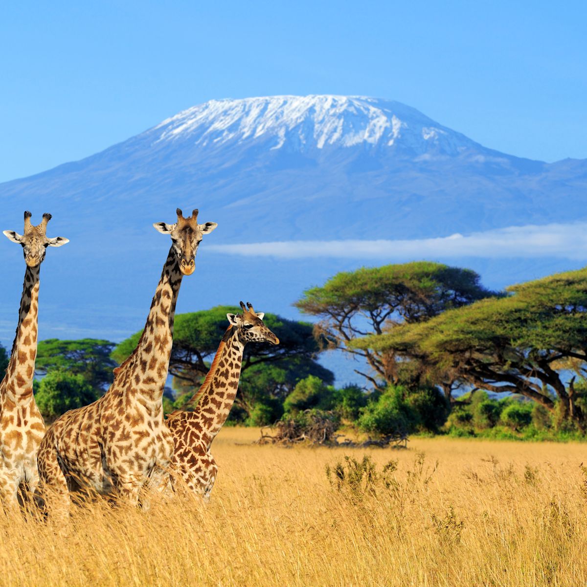 Maziku Tours & Safari's