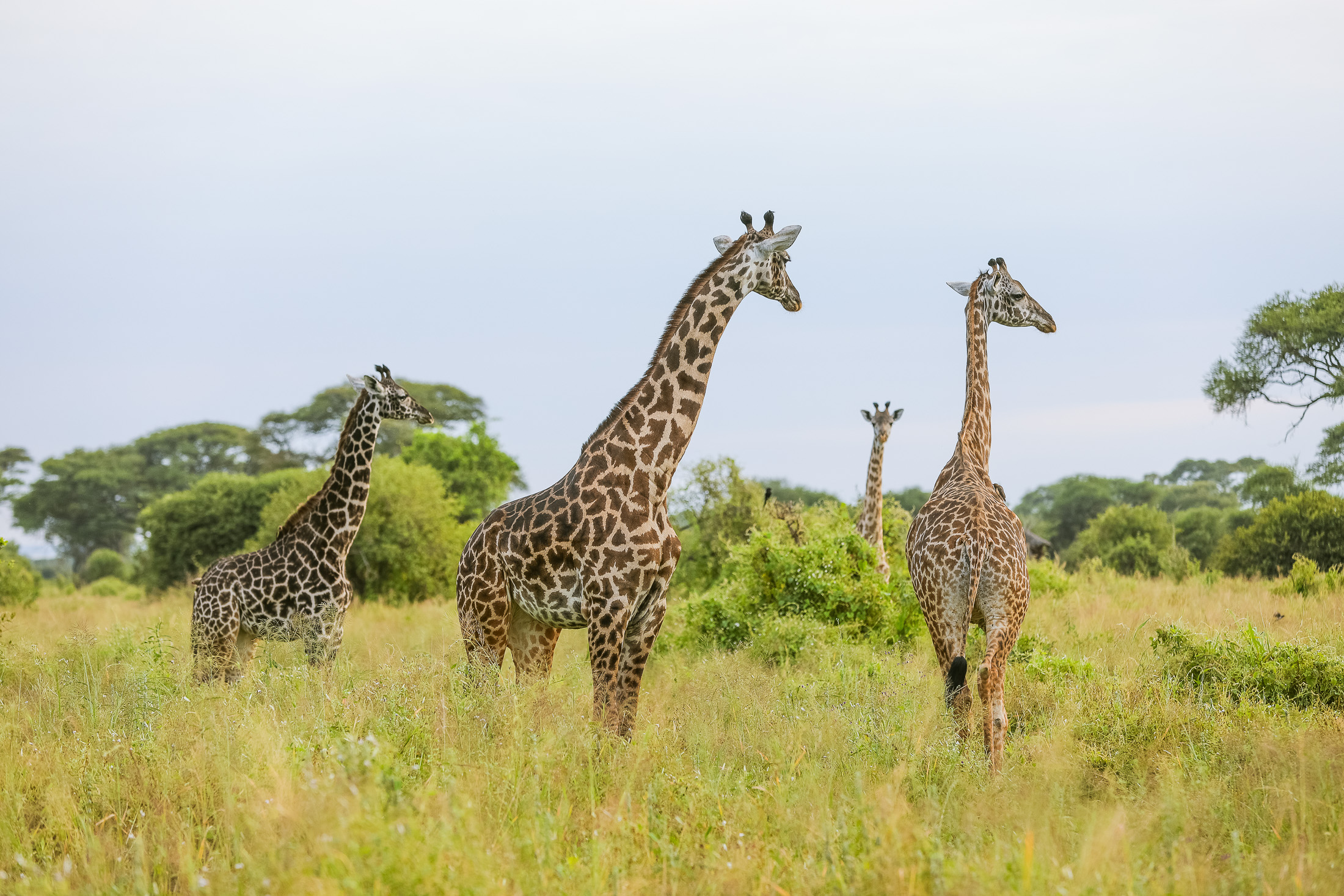 KOJUU SAFARIS AFRICA